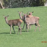 Larkfield House B&b, Ballycasheen Kerry V93 Wd51 Killarney