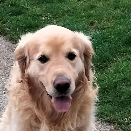 Larkfield House B&b, Ballycasheen Kerry V93 Wd51 3* كيلارني