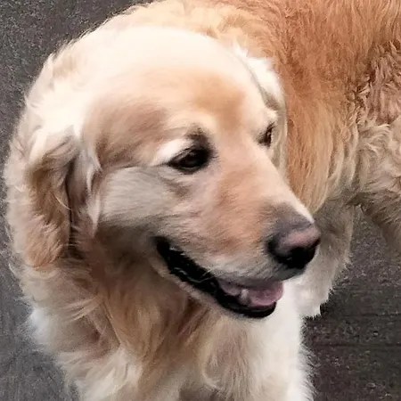 Larkfield House B&b, Ballycasheen Kerry V93 Wd51 Frühstückspension Killarney