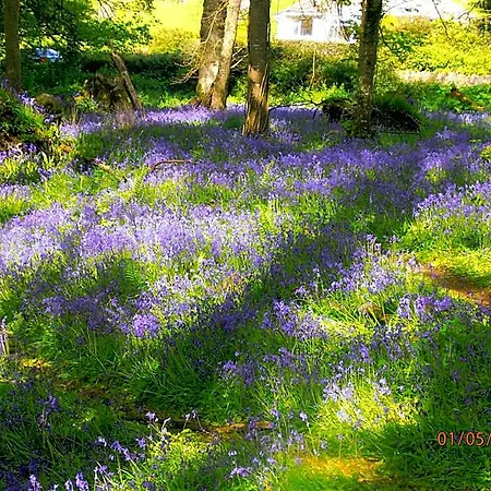 Larkfield House B&b, Ballycasheen Kerry V93 Wd51 3*