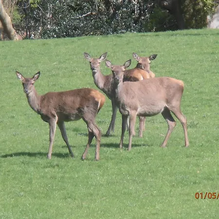 Larkfield House B&b, Ballycasheen Kerry V93 Wd51 キラーニー