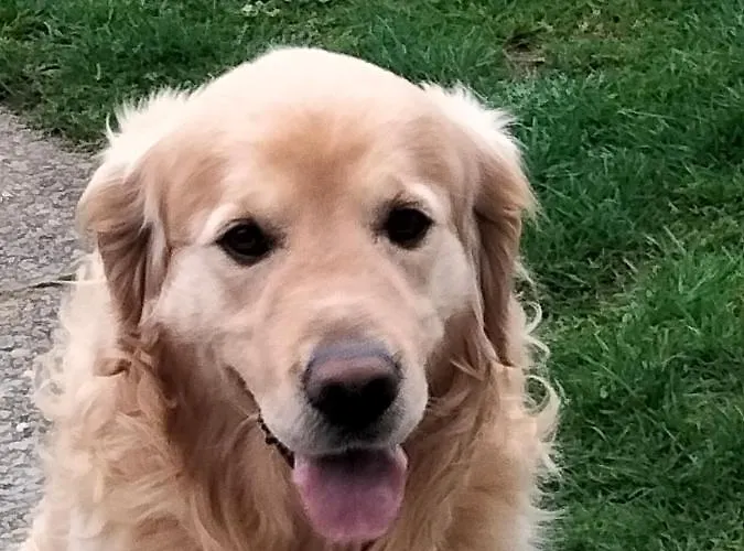 Larkfield House B&b, Ballycasheen Kerry V93 Wd51 3* 基拉尼