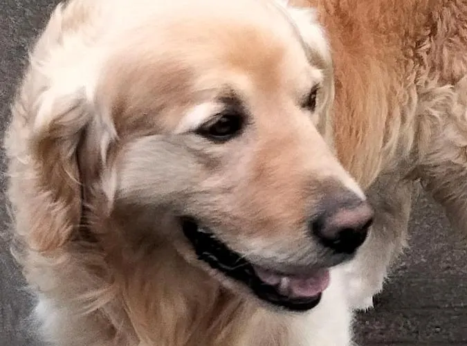 Larkfield House B&b, Ballycasheen Kerry V93 Wd51 住宿加早餐酒店 基拉尼