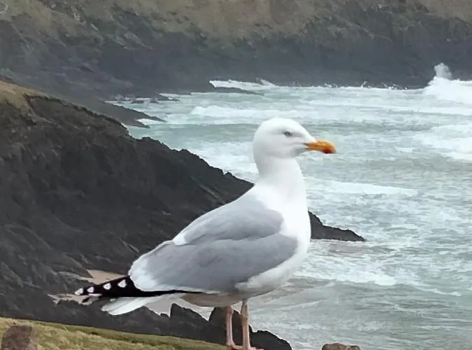 Larkfield House B&b, Ballycasheen Kerry V93 Wd51 住宿加早餐酒店 基拉尼