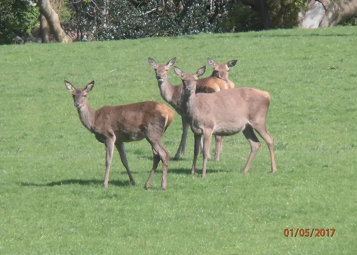 Larkfield House B&b, Ballycasheen Kerry V93 Wd51 キラーニー